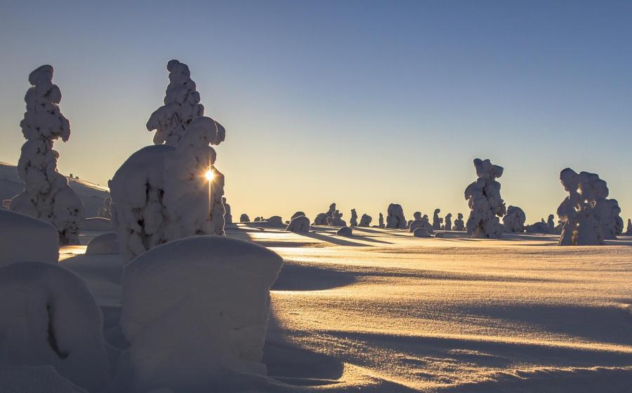 Sunset on snow and trees