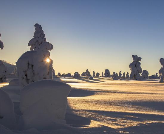 Sunset on snow and trees
